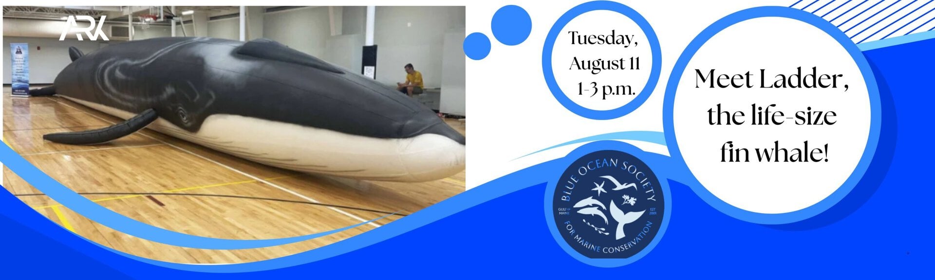 Tuesday, August 11 1-3 p .m.
Meet Ladder, the life-size fin whale!
with Blue Ocean Society for Marine Conservation